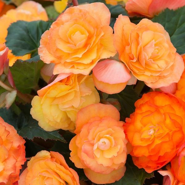 Begonia Fortune Apricot Shade